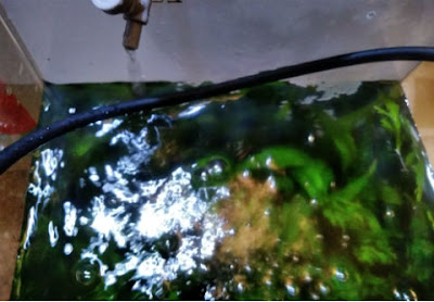 点滴で水合わせ中のミナミヌマエビを入れた小型水槽