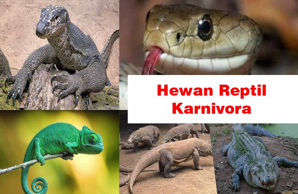 5 Jenis Hewan Reptil Karnivora Dan Penjelasannya Hewan Reptil