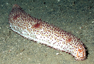 Sea slug