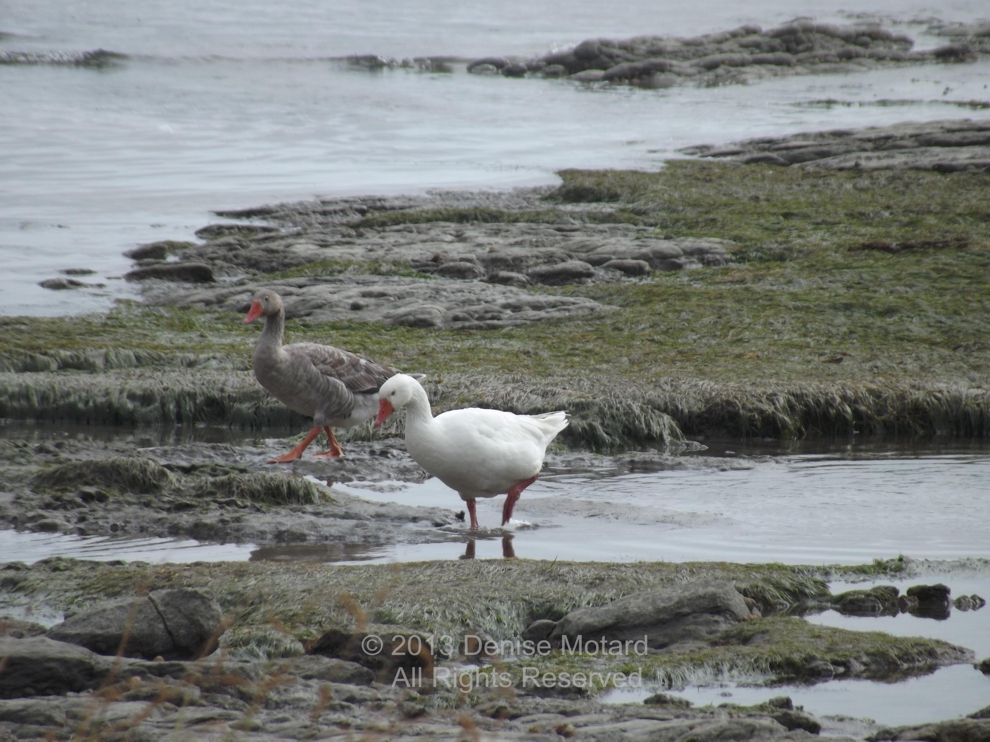 GREYLAG GOOSE
