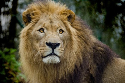 Lion Images Lion Images
