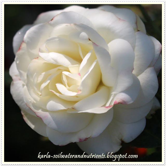 KARLAsoil, water and nutrients La Paloma Rosen