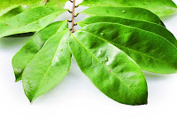Manfaat daun sirsak untuk kesehatan