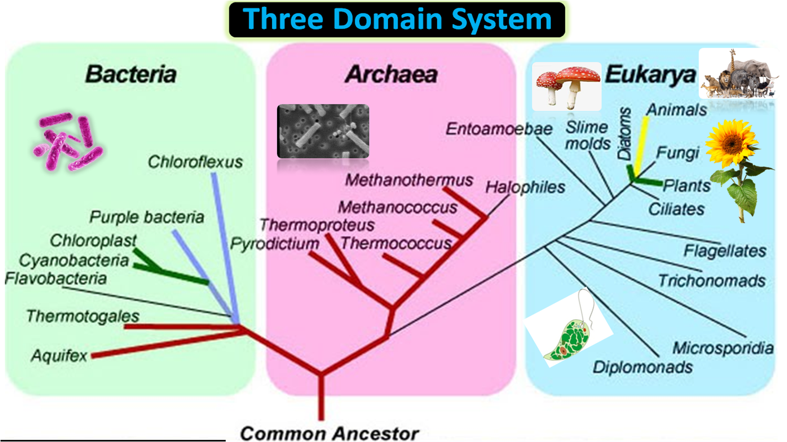 What are the 3 domains of life and their characteristics? Three Domain  Classification by Carl Woese
