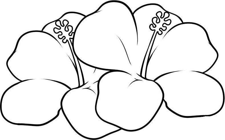 Mewarnai Bunga Matahari Mawar Tulip Melati Gambar Sket