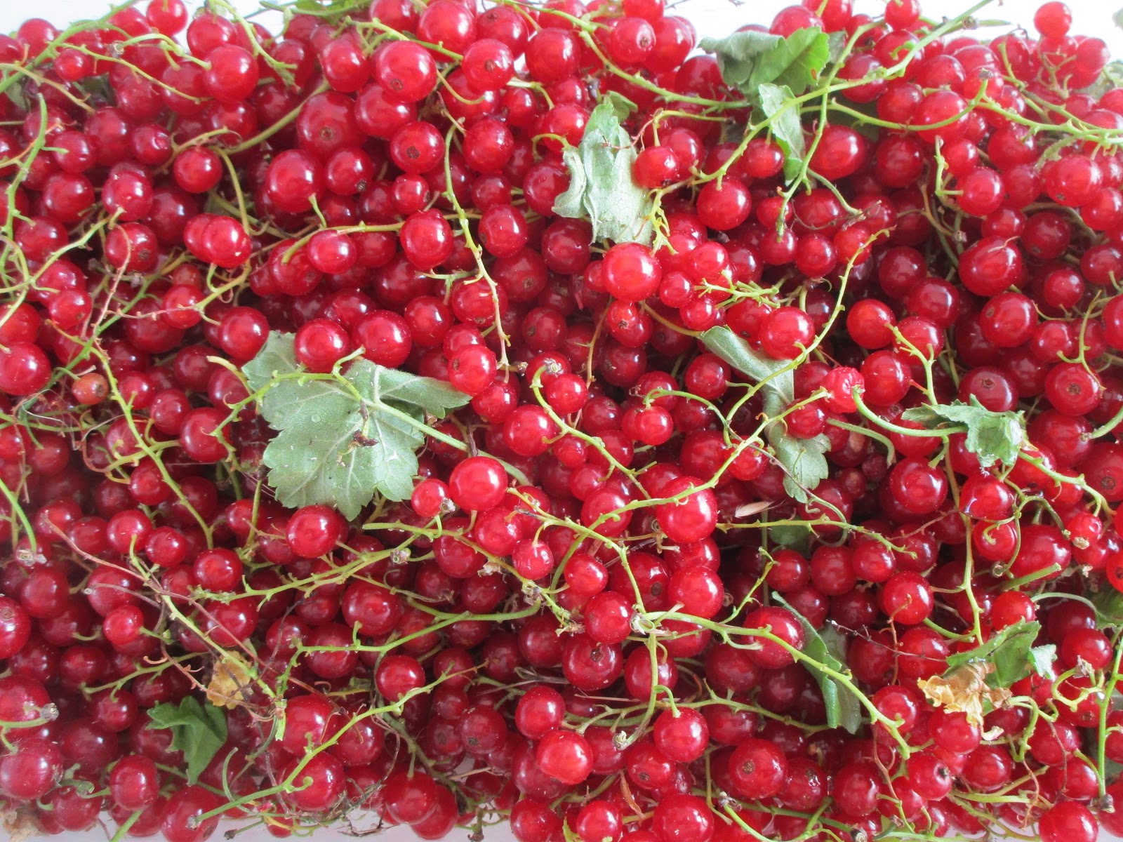 2 Dedos de Conversa groselhas