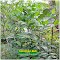 Jual Bibit Pohon Melada