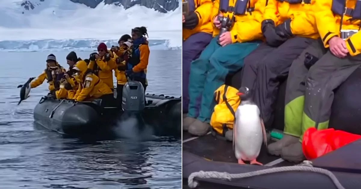 Video Shows Penguin Leaping Into Tour Boat To Escape Killer-Whale Video Shows Penguin Leaping Into Tour Boat To Escape Killer-Whale
