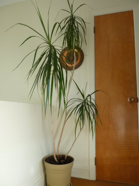 Marlene's Space: What to Do With Indoor Trees?