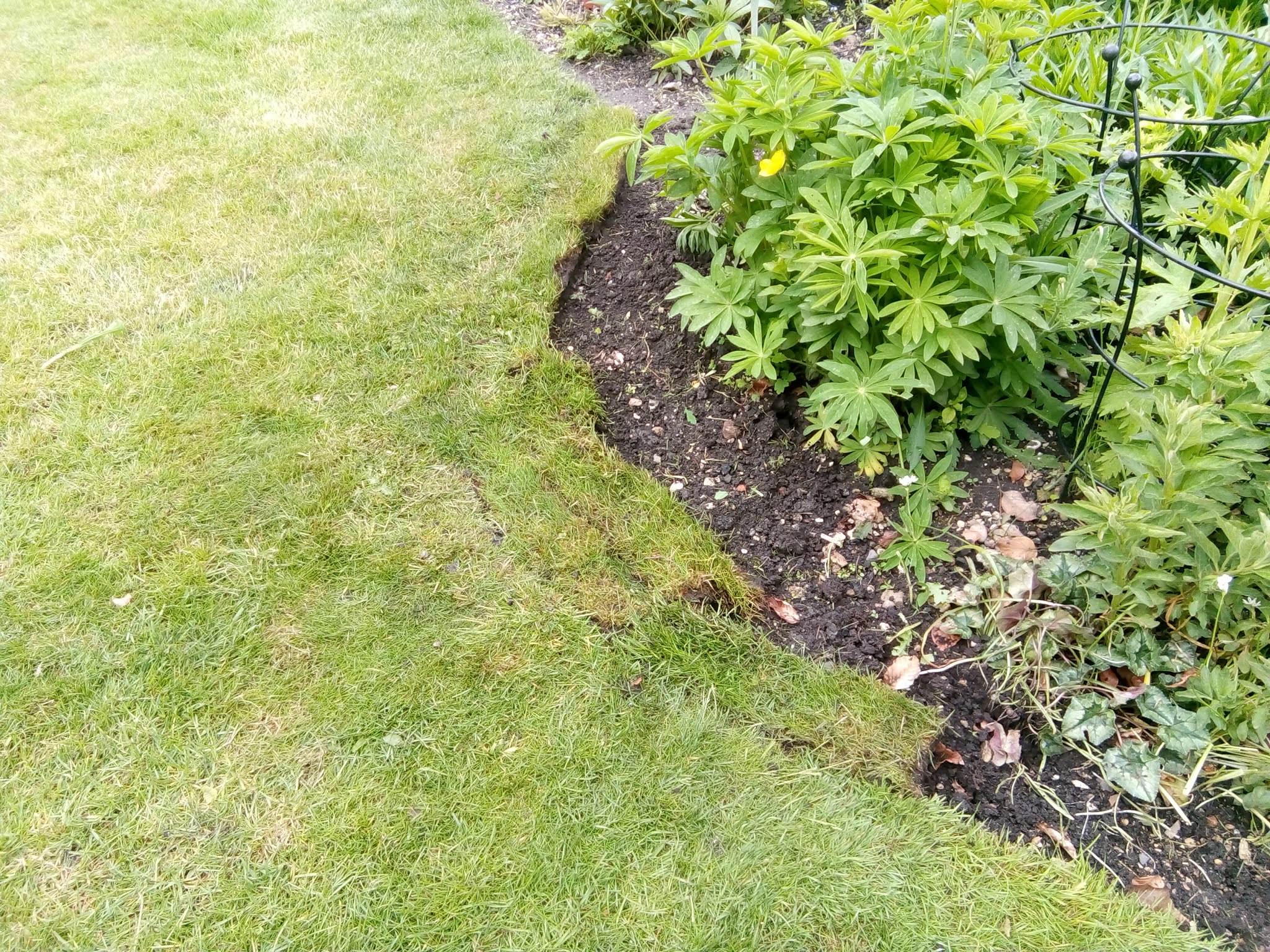 Rachel the Gardener How to lift turf. The easy way.