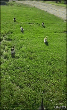 Cute Cat GIF • Ultimate purrsuit: 5 ferocious kitties chasing a scared man. A terrifying but cute death coming soon. Cute Cat GIF • Ultimate purrsuit: 5 ferocious kitties chasing a scared man. A terrifying but cute death coming soon.