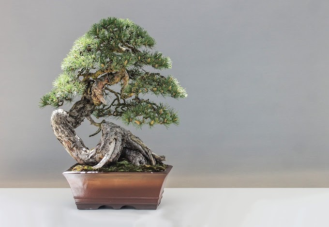 5 Tanaman Bonsai yang Melegenda Sepanjang Masa, Tetap Diminati Meski Harganya Tinggi 