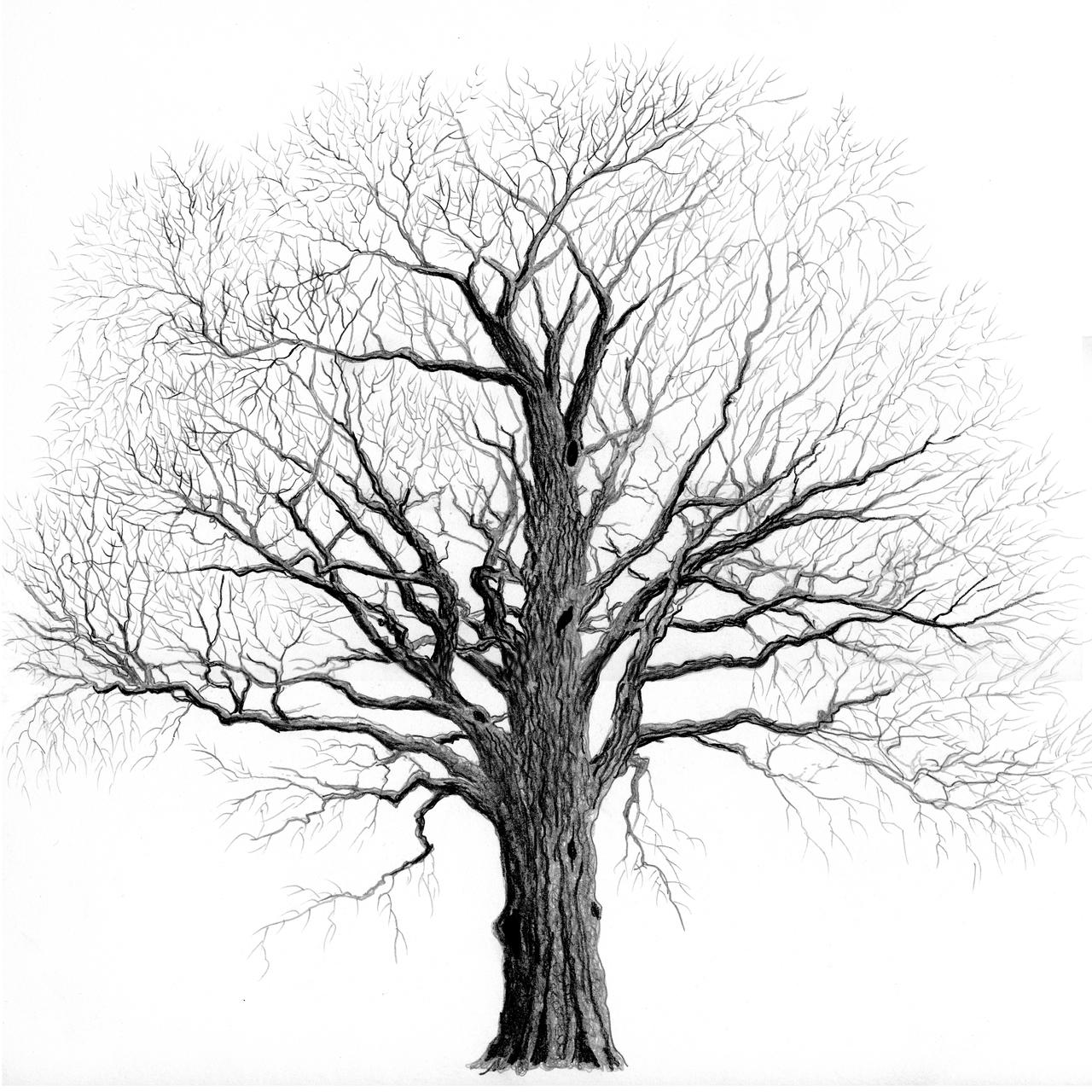 escobon - Evolución de Ulmus minor Escobón. Elm_tree_in_winter_by_brightstone_d4affbe-fullview