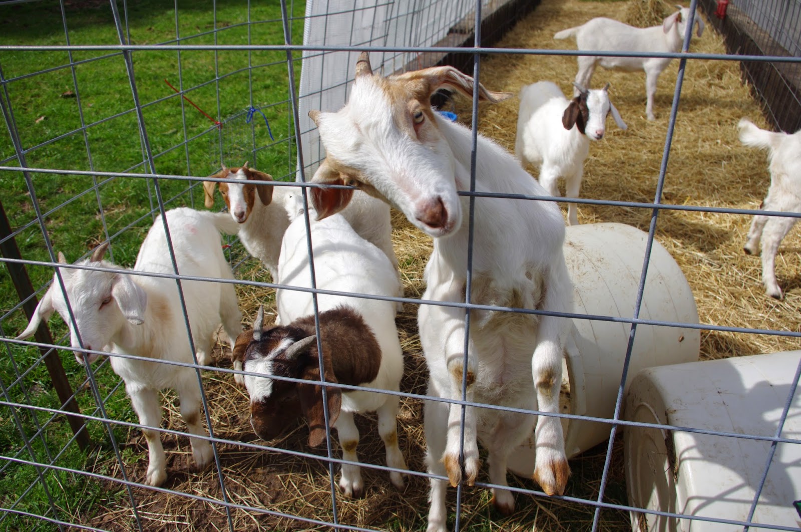 Rehoboth Ranch: Goats