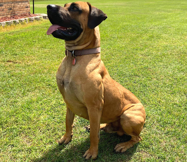 German Shepherd Mix The Black Mouth Cur Black Mouth Dog