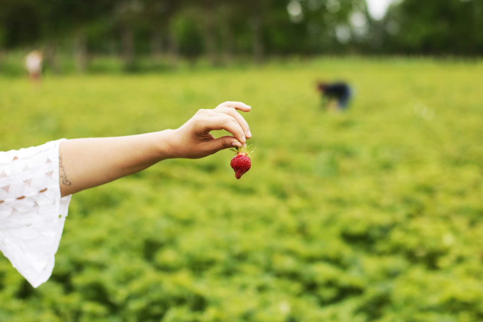 Ode To Life: Strawberry Picking Edition!