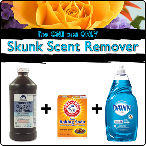 Mythbusters Skunk Smell Removal Recipe Bryont Blog