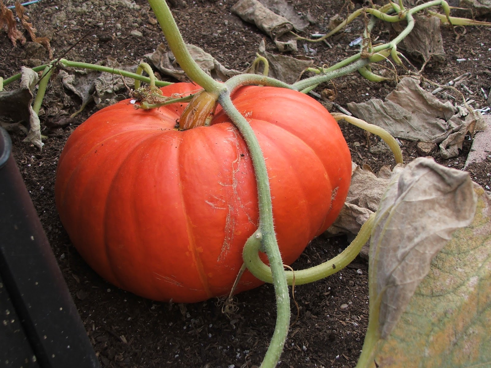 Garden and Bliss: Time to Plant Pumpkins