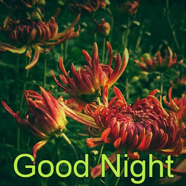 Good Night HD Images Collection Good Night HD Images Collection