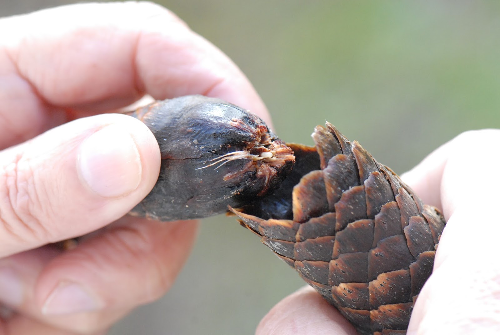 ProTier: Fichtensamen - seltenes Winterfutter für Vögel