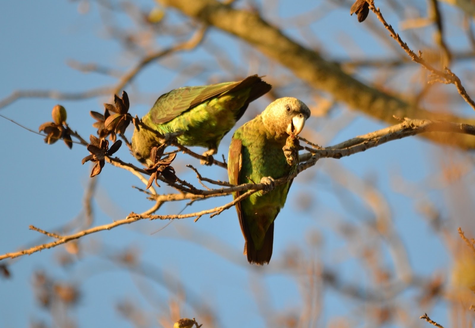 Species New to Science [Ornithology • 2015] Molecular Systematics of