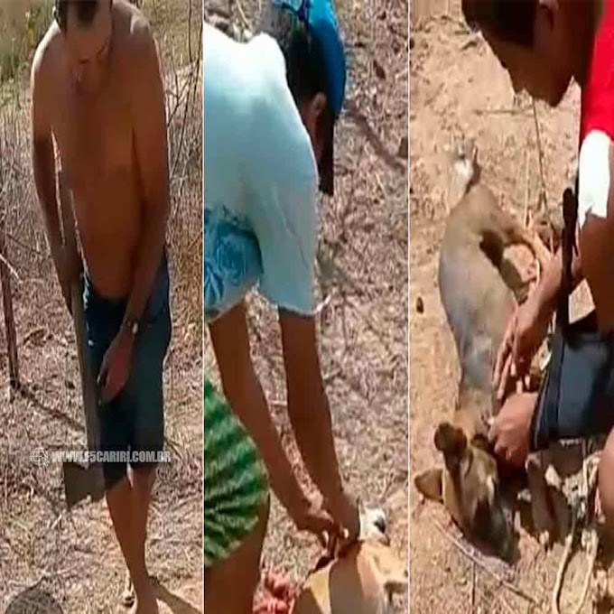  Trio caririense que matou cães a machadadas na cabeça é procurado pela PM de Campos Sales