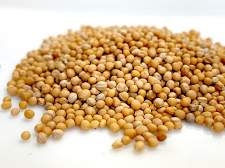 Yellow Mustard Seed, spice, whole seed