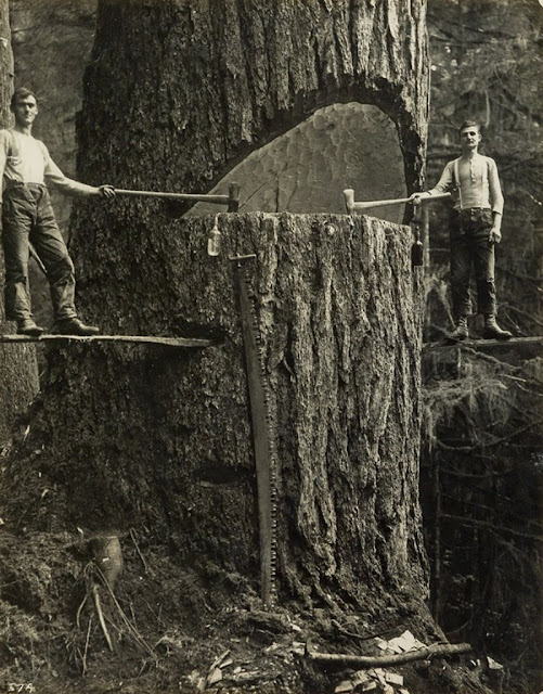 20 Vintage Photos of Lumberjacks Who Felled Big Trees Using Only Hand