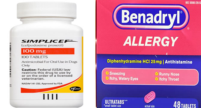 Can i give apoquel and benadryl together Clearance