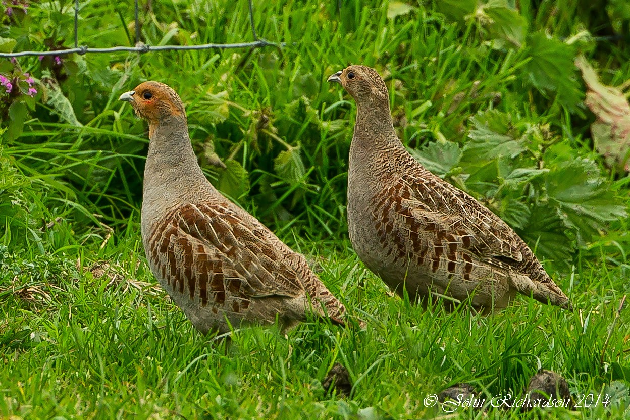 серая куропатка крым. серые куропатки. куропатка это. степная серая куропатка. степная куропатка.