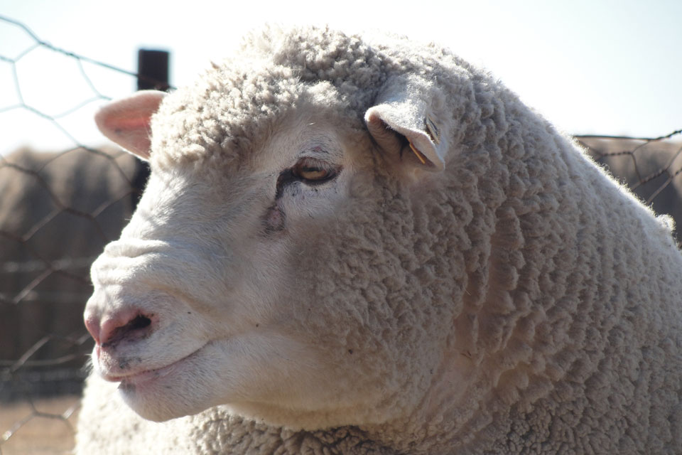 İLE DE FRANCE DAMIZLIK KOYUN ÇİFTLİĞİBAŞKENT KOYUNCULUK ile de france