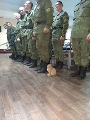 Meme cat in army Cat in Army meme