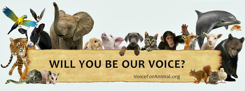 Voice For Animal