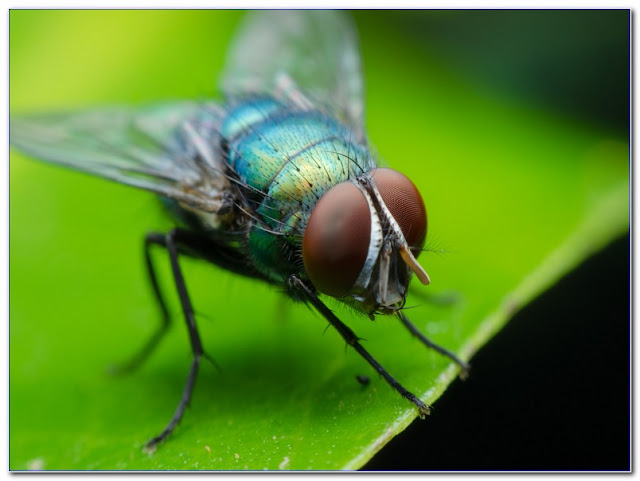 Entomology ONLINE COURSES Free