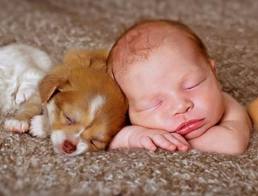 funny dog and baby picture
