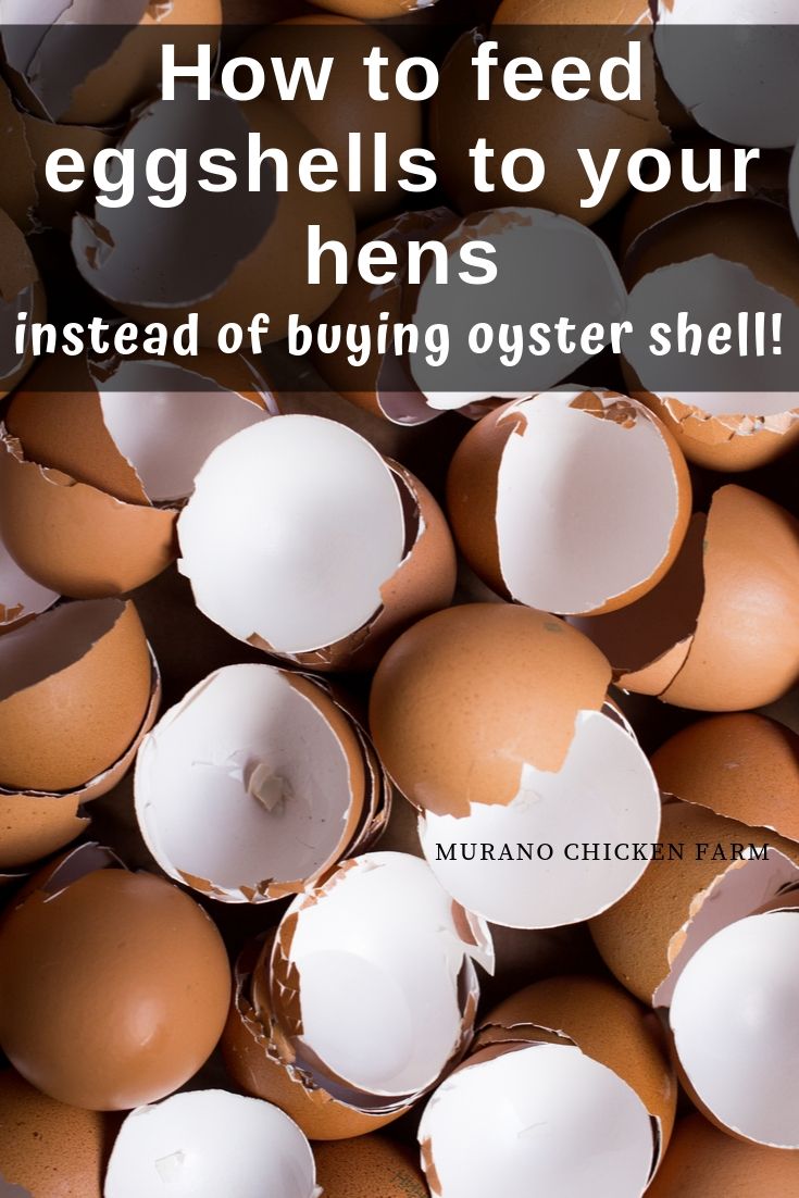 Feeding your chickens egg shells instead of oyster shell Murano