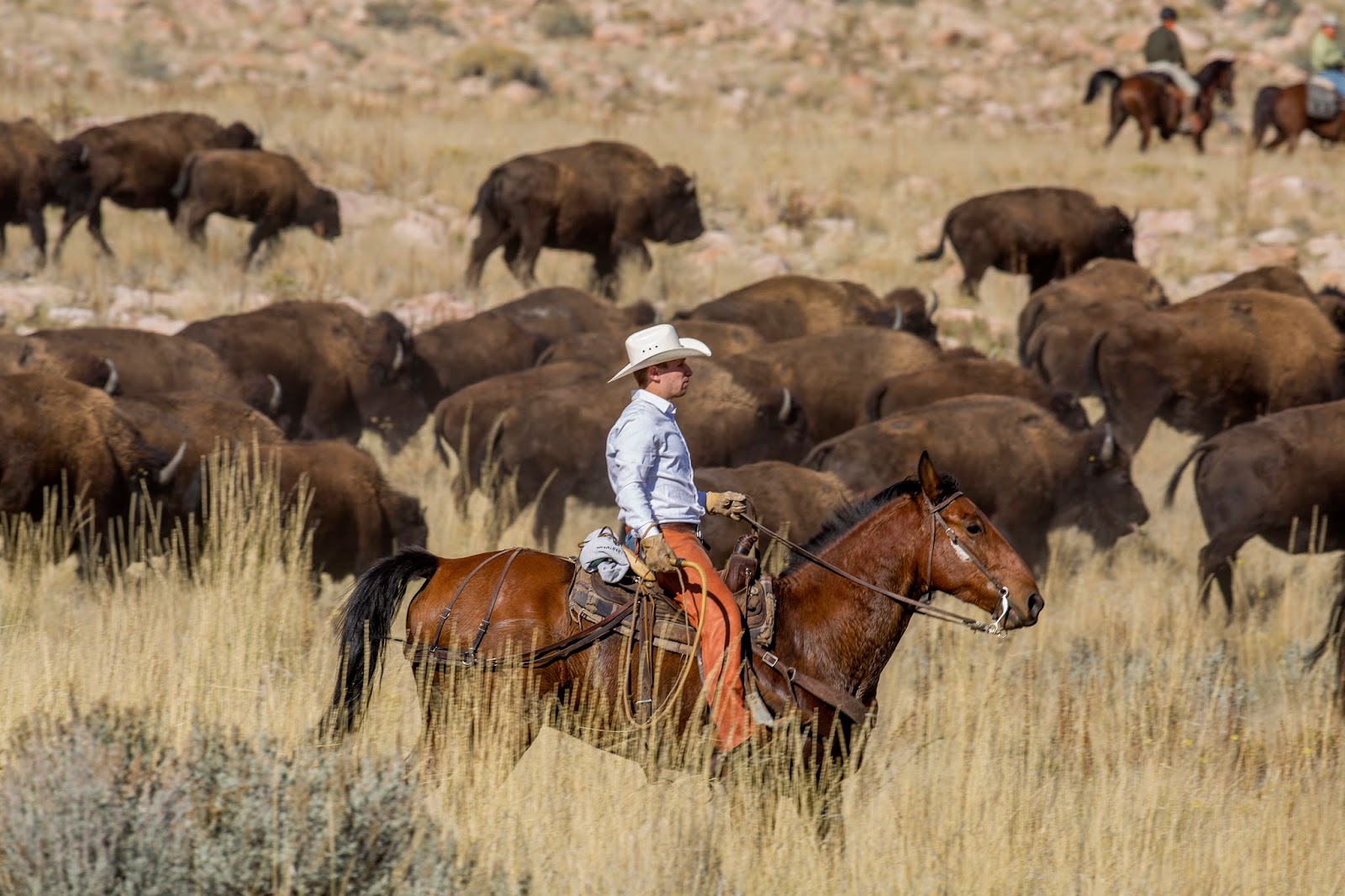 Benjamin Zack Photography Bison Roundup on Antelope Island
