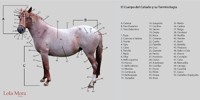 partes del caballo de paso