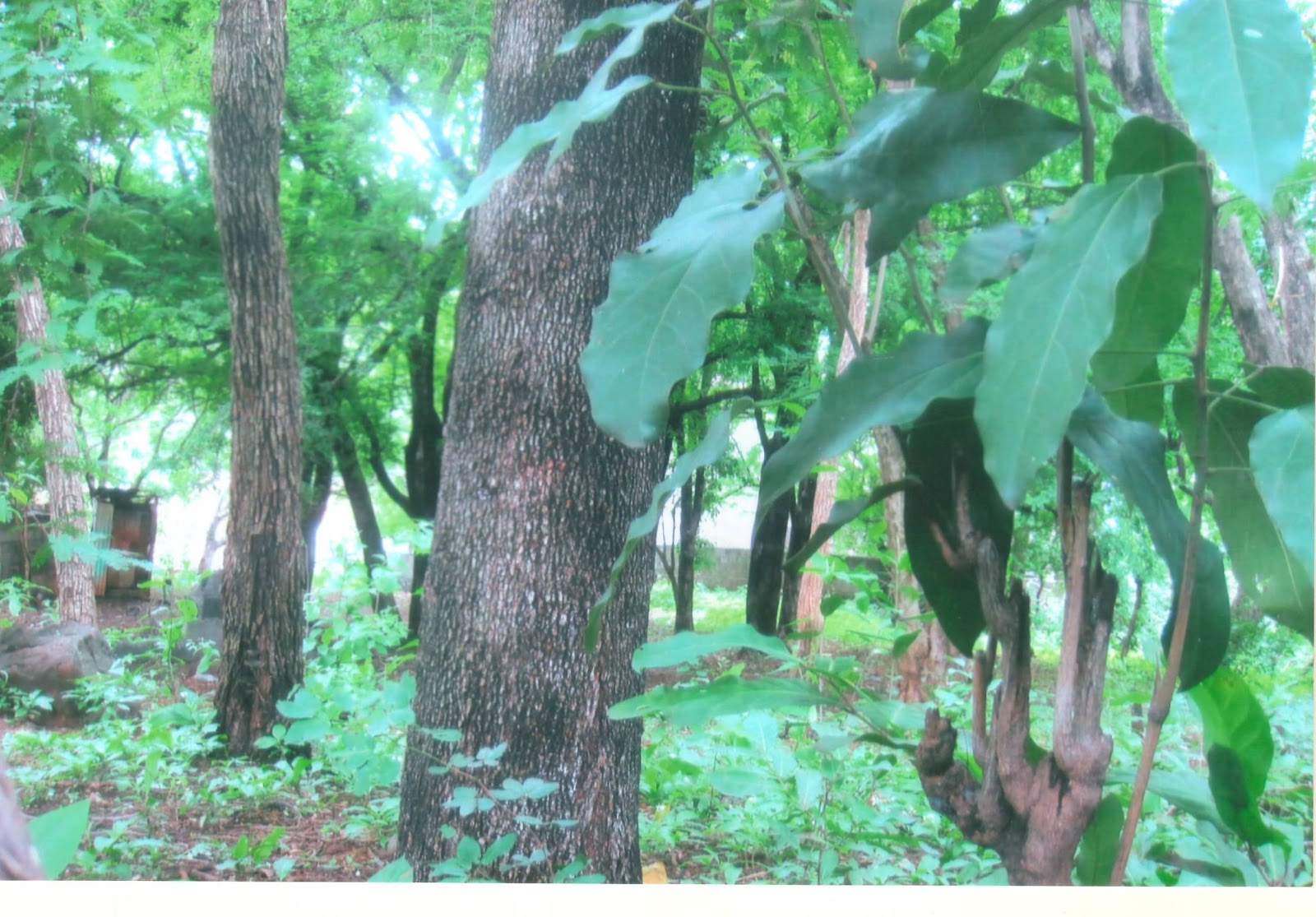 Hector Armando Chacon