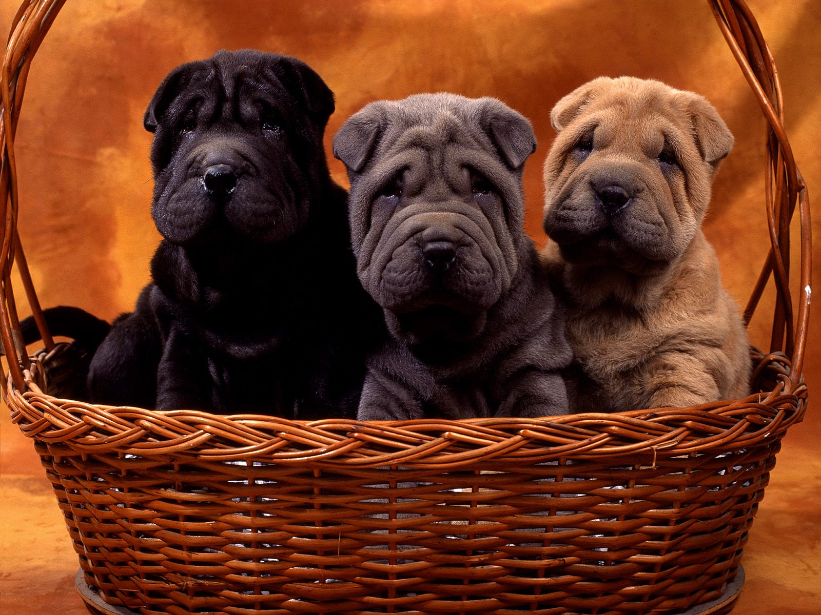 Dog Breeds: Shar-Pei