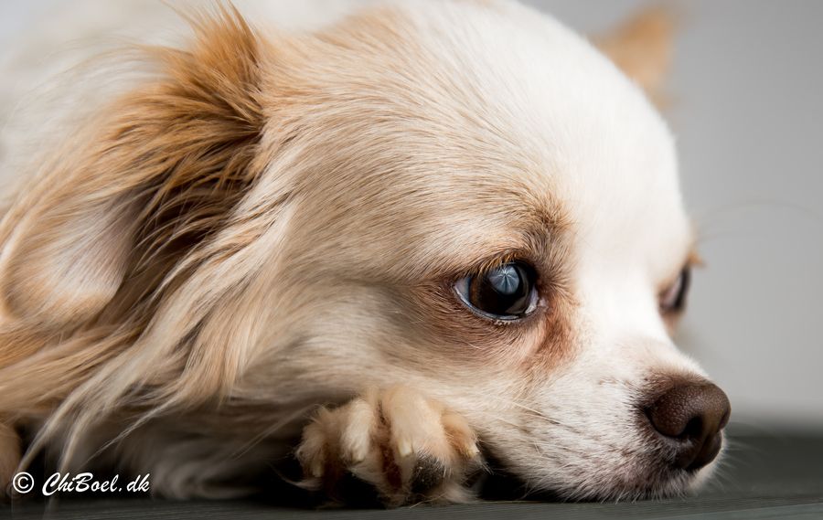 The Cutest Chihuahua Puppies Ever