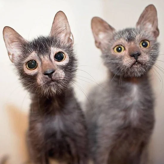 Lykoi cat siblings