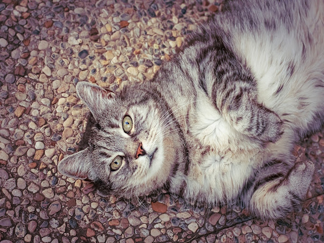 140+ Cute Cat Images | Cat Wallpaper free download HD 140+ Cute Cat Images | Cat Wallpaper free download HD