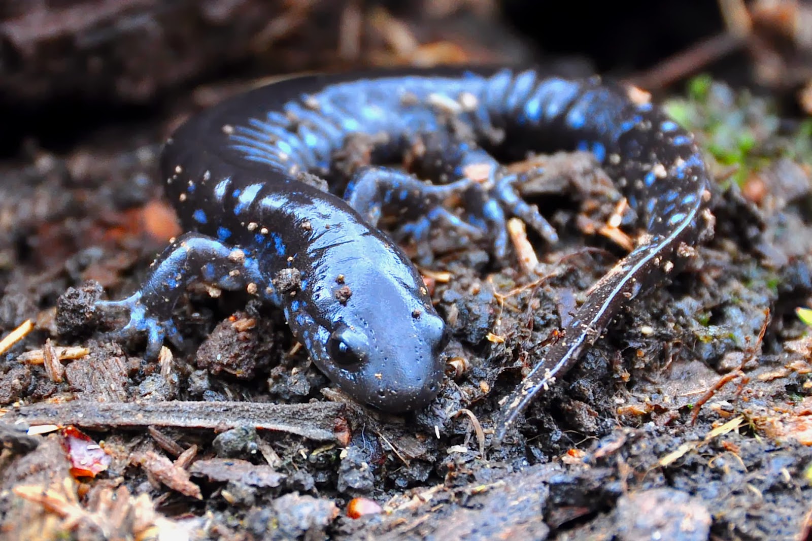 Vestal Grove WINTER REVIEW 2013 in photos animal edition