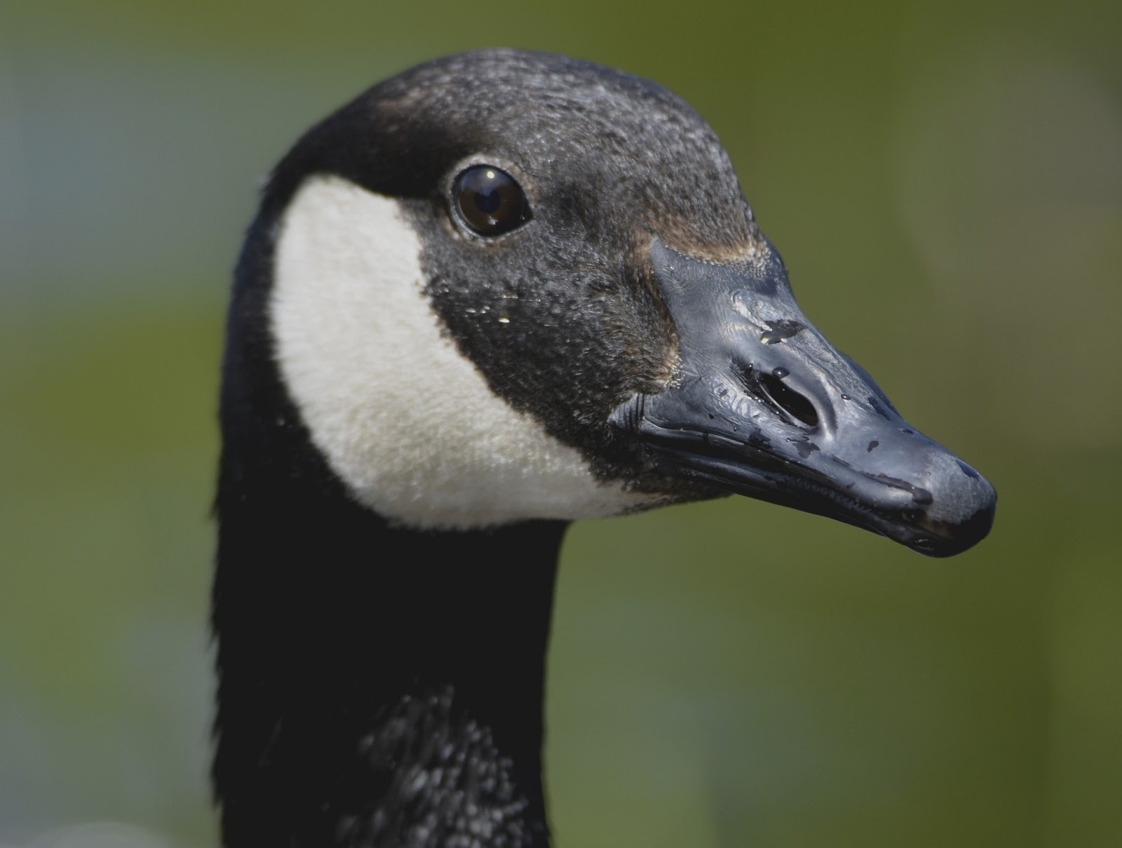 From My Little Book Goose, Gander, Goslings
