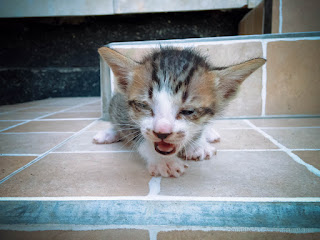 White Black Brown Strips Very Young Kitten Walk And Cry On Porch Stairs Of The House North Bali Indonesia