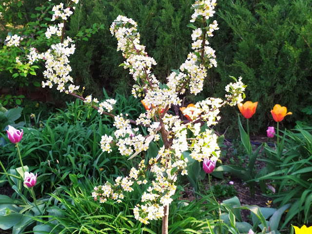 malus toringo Tina