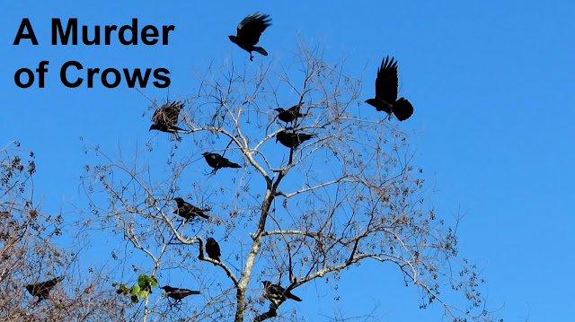 Murder of Crows and White Winged Dove Song