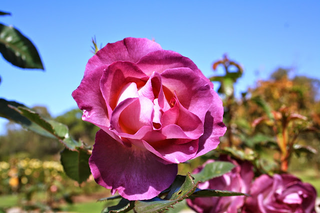 Victoria State Rose Garden, Werribee