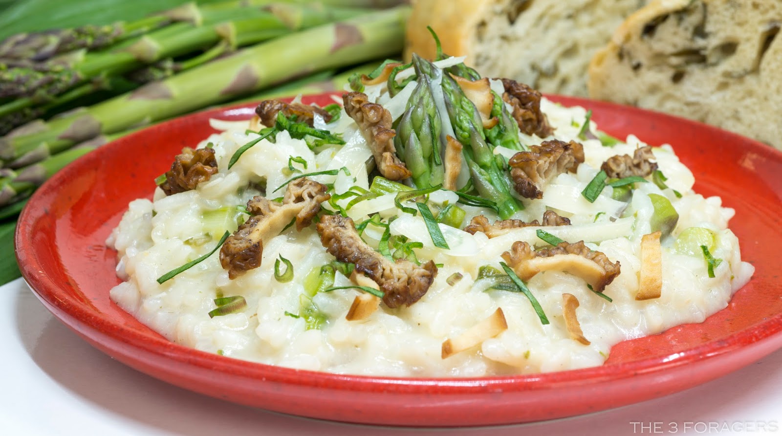 The 3 Foragers Foraging for Wild, Natural, Organic Food Morel and